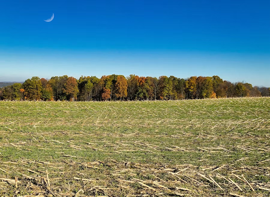 A cleared field with a tidy treeline under a blue Florida sky