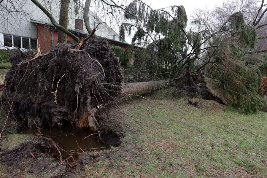 A large tree uprooted from the ground beside a house after a storm