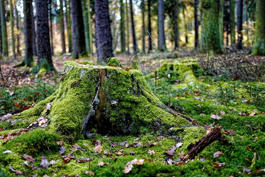 A tree stump in a cleared landscape ready for grinding