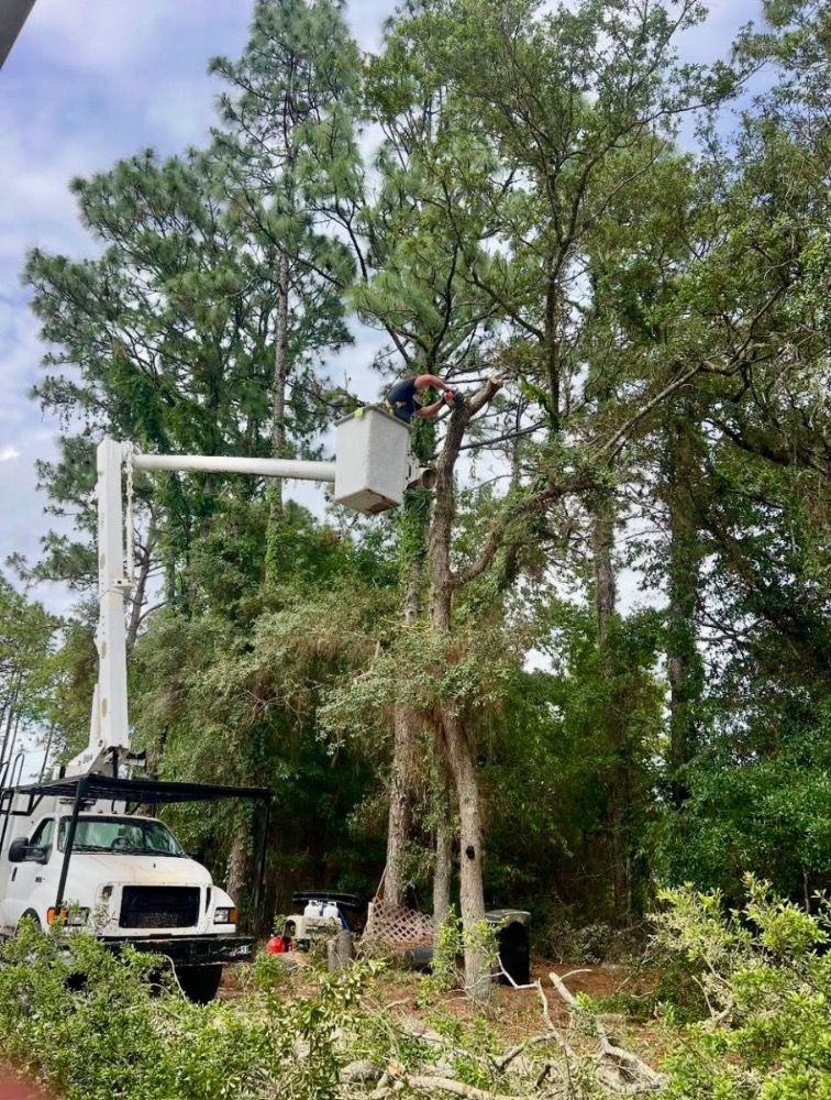 A 10-7 Tree Service bucket truck positioned for a large tree removal