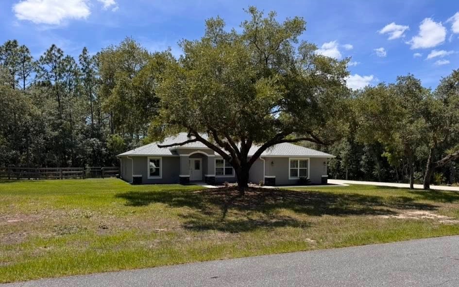After: the same live oak professionally lifted and pruned, opening up the home