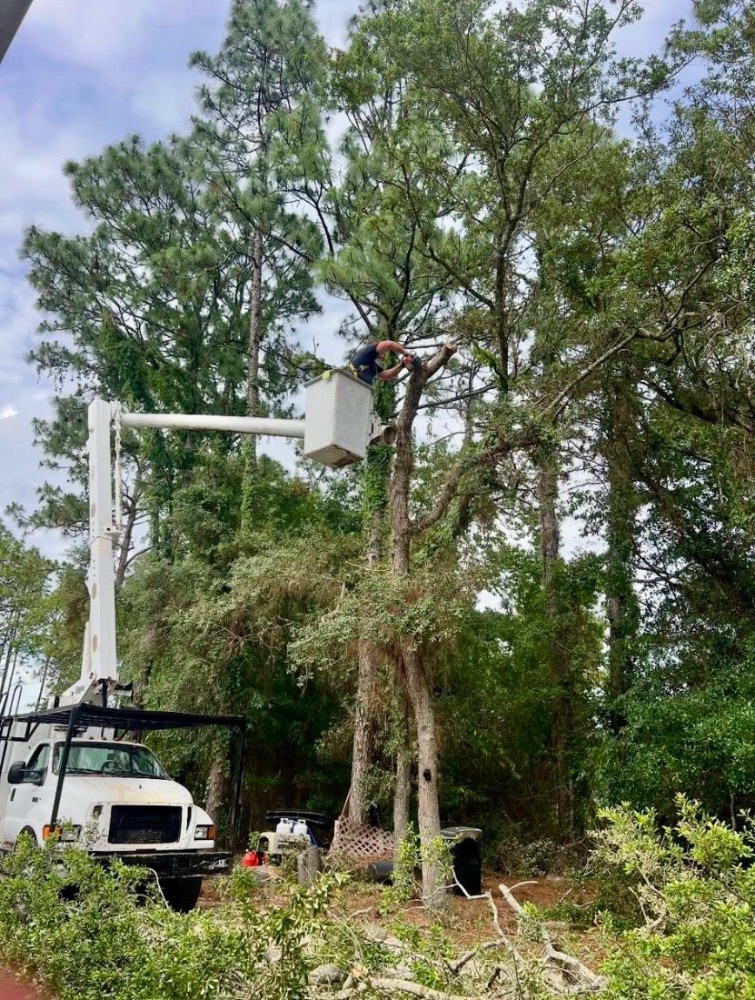 A 10-7 Tree Service crew member trimming a tall pine from an elevated bucket truck